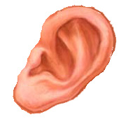 ear