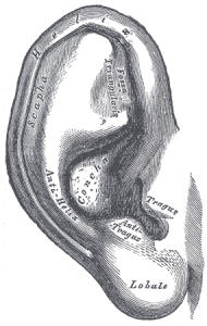inner ear